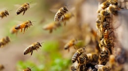Family Performs Cremation Wearing PPE Kits After Bees Attack Funeral