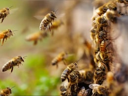 Can A Bee Sting Cause Heart Attack? What Doctor Said Can A Bee Sting Cause Heart Attack? What Doctor Said