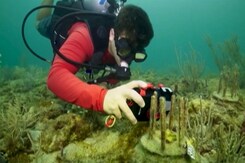Scientists Say Coral Reefs Suffer Fourth Global Bleaching Event Scientists Say Coral Reefs Suffer Fourth Global Bleaching Event