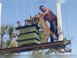 मोर का शिकार करने के लिए लगाई छलांग, हाई वोल्टेज बिजली का खुद शिकार बना पैंथर 