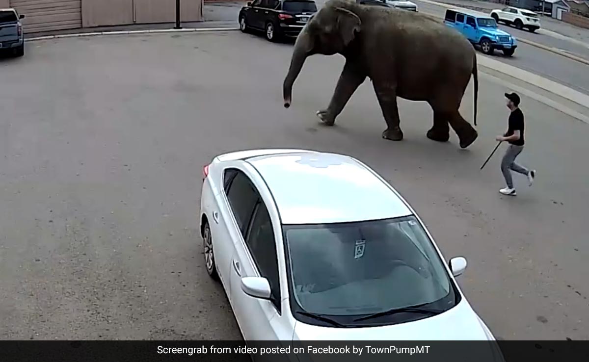 Watch: Circus Elephant Escapes, Roams Around On Streets Of US City
