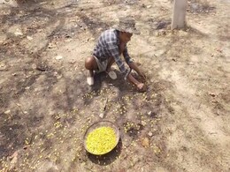 बड़े काम का है महुआ! दवाई भी कमाई भी, जानिए कैसे छत्तीसगढ़ में वनोपज से बढ़ रही है आमदनी बड़े काम का है महुआ! दवाई भी कमाई भी, जानिए कैसे छत्तीसगढ़ में वनोपज से बढ़ रही है आमदनी