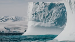 How Insects, Smallest Animals Survive Antarctica