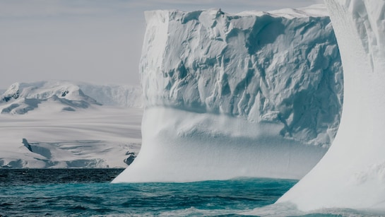 How Insects, Smallest Animals Survive Antarctica