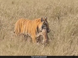 Viral Video: Tiger's Keen Nose Finds Hiding Fawn In Jim Corbett National Park Viral Video: Tiger's Keen Nose Finds Hiding Fawn In Jim Corbett National Park
