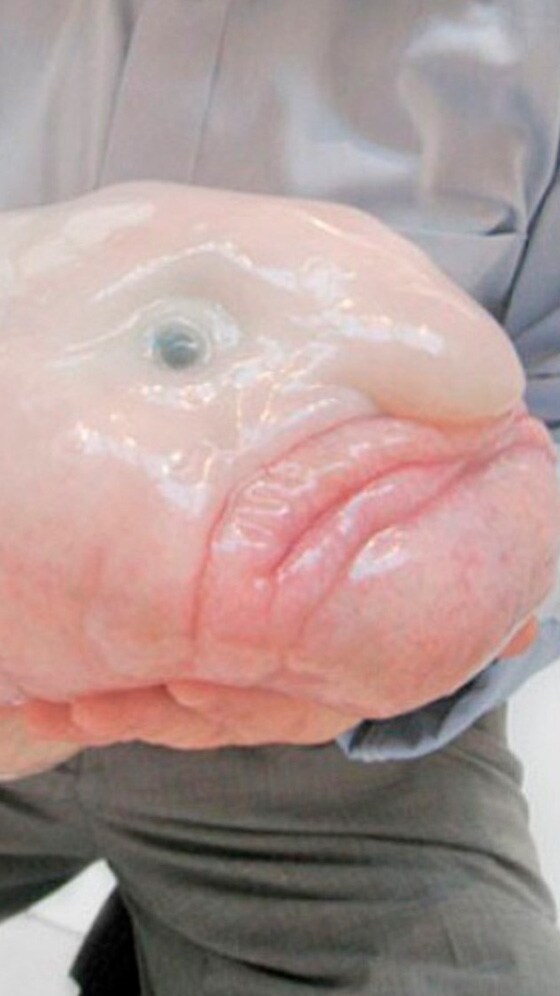 Weird Looking Animals: Top 10 List - Vimarsana News