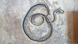 Fossil Found In Kutch May Belong To Largest Snake To Have Ever Lived: Study