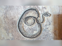 कच्छ में अब तक के सबसे बड़े सांप के जीवाश्म बरामद : वैज्ञानिक कच्छ में अब तक के सबसे बड़े सांप के जीवाश्म बरामद : वैज्ञानिक