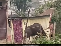 Video: Adult Bison Tosses Man Into Air After Being Provoked Video: Adult Bison Tosses Man Into Air After Being Provoked