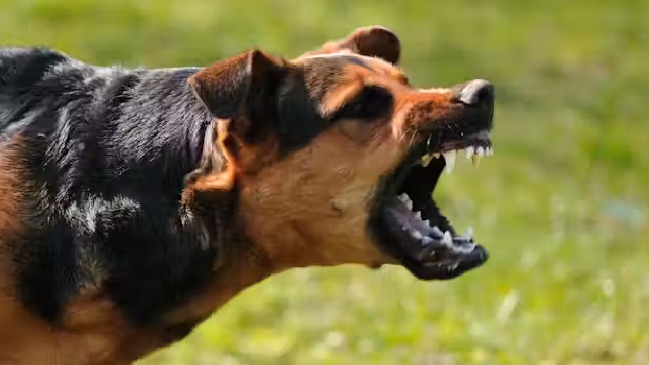 बैतूल में पागल कुत्ते का आतंक 12 से ज्यादा लोग बने शिकार