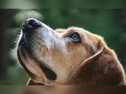 घरातल्या कुत्र्याच्या मृत्यूने धक्का; 12 वर्षांच्या मुलीने स्वत:चा जीवच संपवला!  घरातल्या कुत्र्याच्या मृत्यूने धक्का; 12 वर्षांच्या मुलीने स्वत:चा जीवच संपवला!