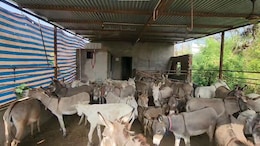 Gujarat Man Sets Up Donkey Farm, Sells Milk Online At Rs 5,000 A Litre