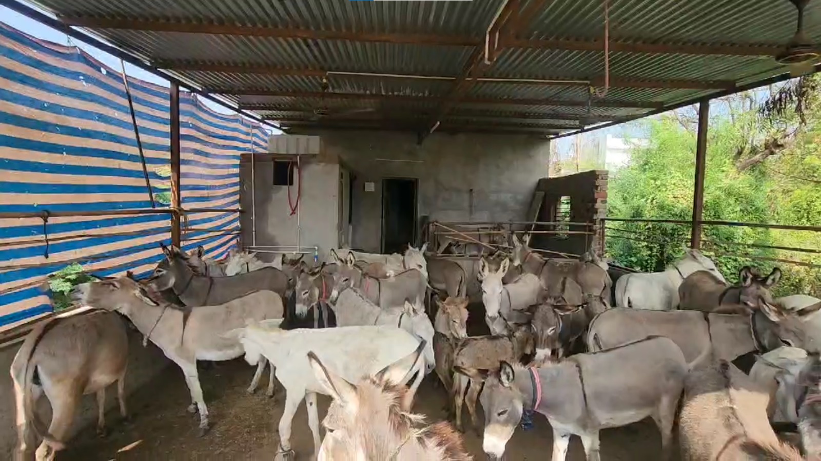 Gujarat Man Sets Up Donkey Farm, Sells Milk Online At Rs 5,000 A Litre