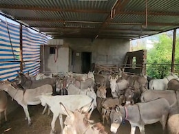 Gujarat Man Sets Up Donkey Farm, Sells Milk Online At Rs 5,000 A Litre Gujarat Man Sets Up Donkey Farm, Sells Milk Online At Rs 5,000 A Litre