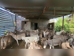 Gujarat : शख्स ने स्थापित किया Donkey Farm, ऑनलाइन दूध बेचकर हर महीने कमा रहा है 2 से 3 लाख रुपये