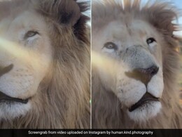 शेर ने कुछ इस तरह जंगल में किया फोटोग्राफर का स्वागत, देखते ही लगाई खौफनाक दहाड़, अद्भुत Video देख दहल जाएगा दिल शेर ने कुछ इस तरह जंगल में किया फोटोग्राफर का स्वागत, देखते ही लगाई खौफनाक दहाड़, अद्भुत Video देख दहल जाएगा दिल