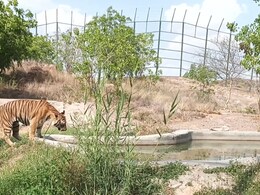 उत्तराखंड वन विभाग के पास वेटरनरी डॉक्टर्स तक नहीं, कौन करेगा इन जानवरों का इलाज?