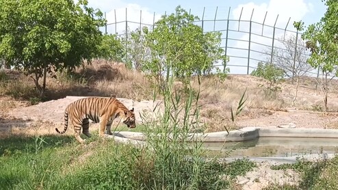 उत्तराखंड वन विभाग के पास वेटरनरी डॉक्टर्स तक नहीं, कौन करेगा इन जानवरों का इलाज?