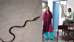 गर्ल्स हॉस्टल में जोड़े के साथ पहुंचा ब्लैक कोबरा, 2 घंटे तक कमरे में बंद रहीं छात्राएं