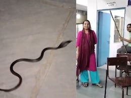 गर्ल्स हॉस्टल में जोड़े के साथ पहुंचा ब्लैक कोबरा, 2 घंटे तक कमरे में बंद रहीं छात्राएं गर्ल्स हॉस्टल में जोड़े के साथ पहुंचा ब्लैक कोबरा, 2 घंटे तक कमरे में बंद रहीं छात्राएं