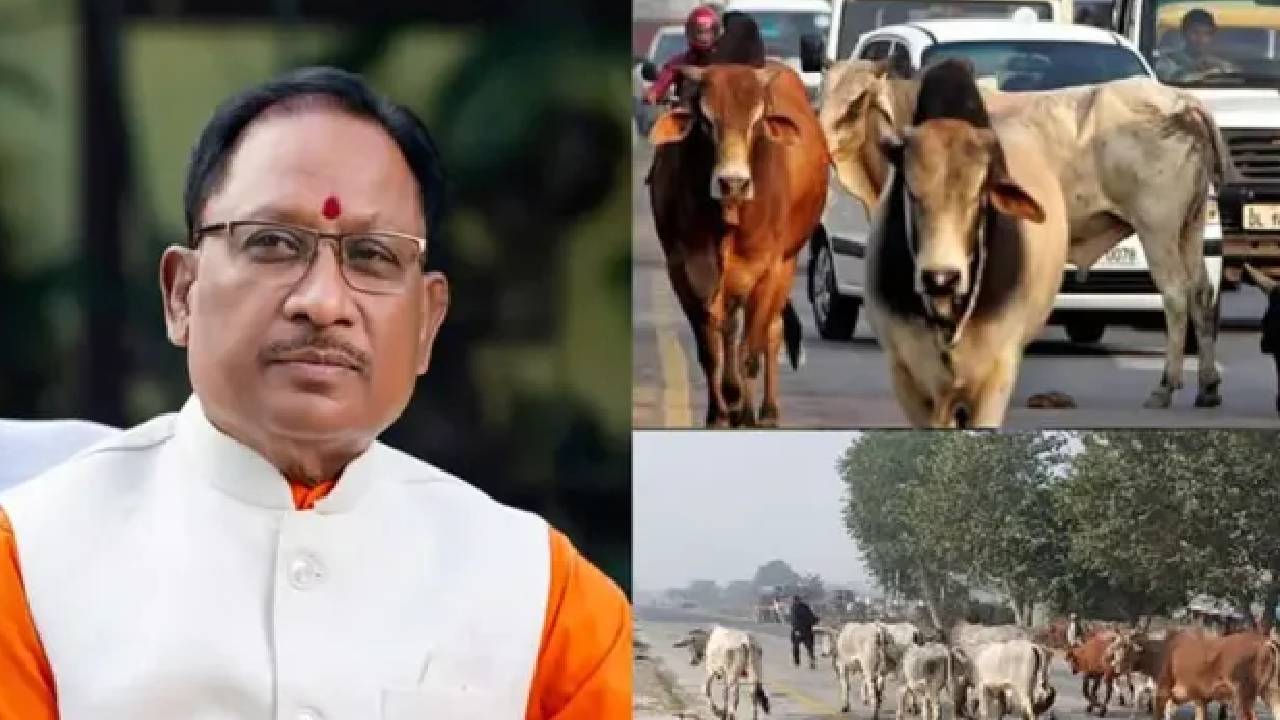 छत्तीसगढ़ में शुरू होगी गौवंश अभ्यारण्य योजना, सीएम विष्णु देव साय ने दिए कार्ययोजना बनाने के निर्देश