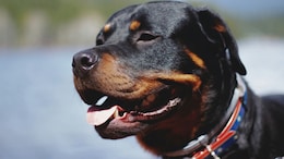 2 Rottweilers Attack 5-Year-Old In Chennai Park, Owner Arrested