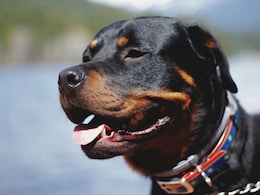 चेन्नई: पार्क में खेल रही 5 साल की बच्ची पर पालतू कुत्तों ने किया हमला, मालिक गिरफ्तार