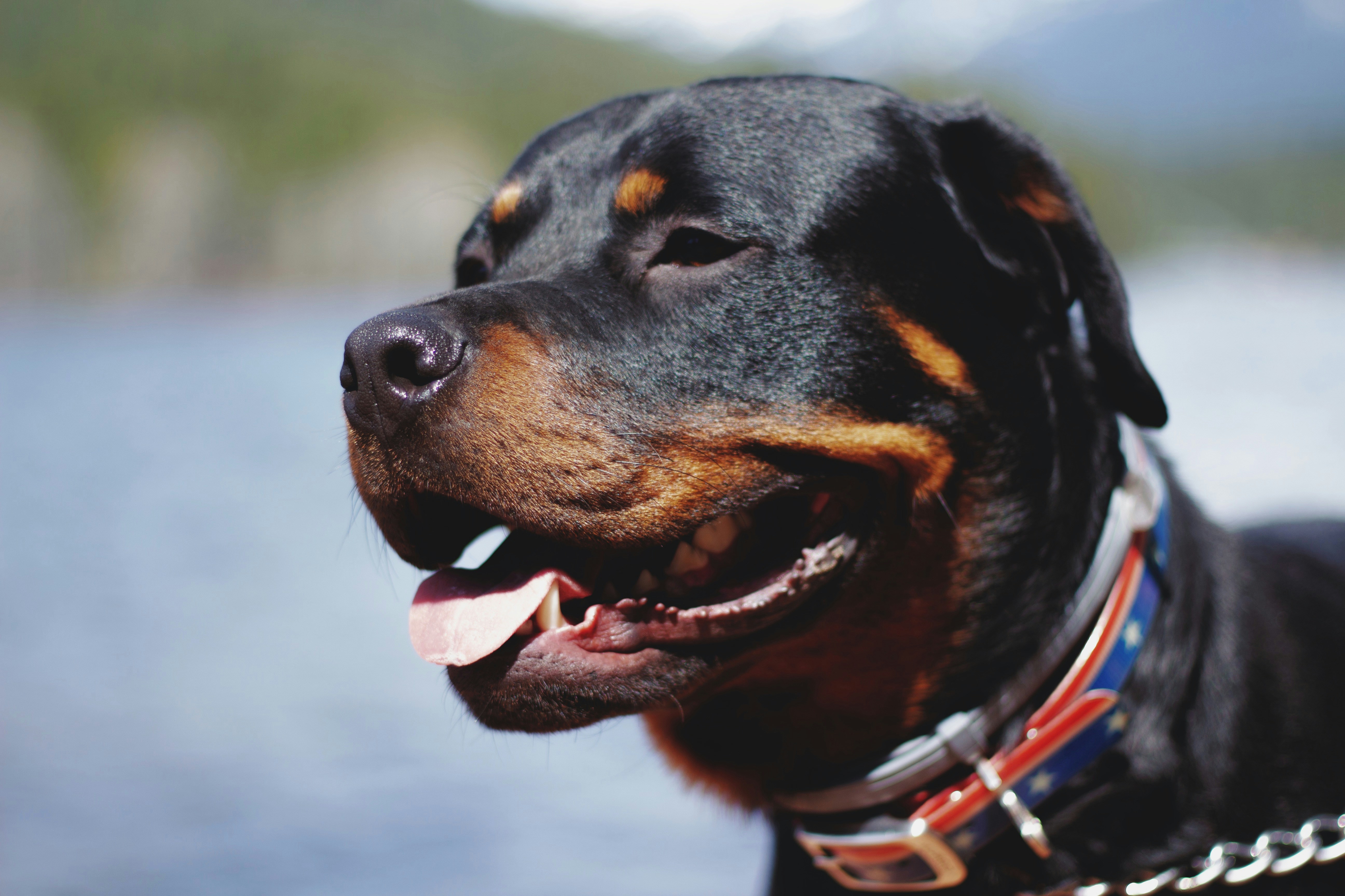 Rottweilers Attack 5-Year-Old in Chennai Park, Owner Arrested