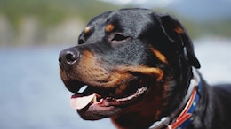 American Pitbull, Bulldog Among 6 Dog Breeds Banned In Chandigarh