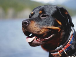 4-Month-Old Baby Attacked By Pet Rottweiler Dog In Gujarat, Dies: Cops 4-Month-Old Baby Attacked By Pet Rottweiler Dog In Gujarat, Dies: Cops