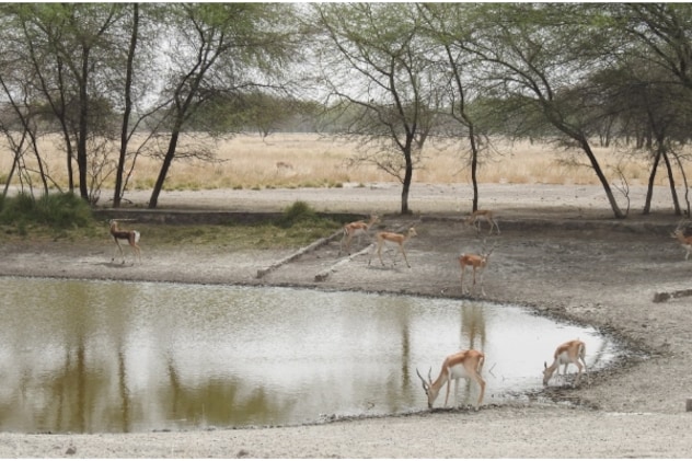 Tal Chappar Blackbuck Sanctuary Tal Chappar Blackbuck Sanctuary