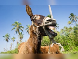 राजस्थान पुलिस ने सुलझाया गधे चोरी का अनोखा केस, जब झुंड में मालिक ने पुकारा नाम तो गधा भी दौड़ा चला आया