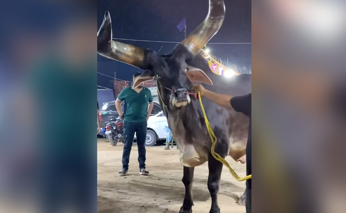 एनिमेटेड मूवी के ताकतवर बैल की तरह दिखता है ये रियल लाइफ मवेशी, चमकती आंखें, बड़े बड़े सिंग देखकर हर कोई है दंग