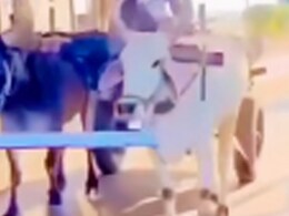 वायरल हो रहा 'टोल फ्री' बैलगाड़ी का वीडियो, जानें किन वाहनों को नहीं रोक सकता टोल का बैरियर वायरल हो रहा 'टोल फ्री' बैलगाड़ी का वीडियो, जानें किन वाहनों को नहीं रोक सकता टोल का बैरियर