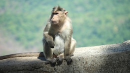 Woman Falls To Death From Roof Due To Fear Of Monkeys In UP: Police