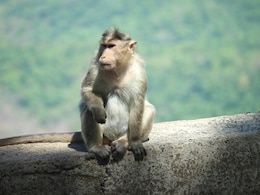 Monkey Gets Vision Back After Cataract Surgery In Haryana Monkey Gets Vision Back After Cataract Surgery In Haryana