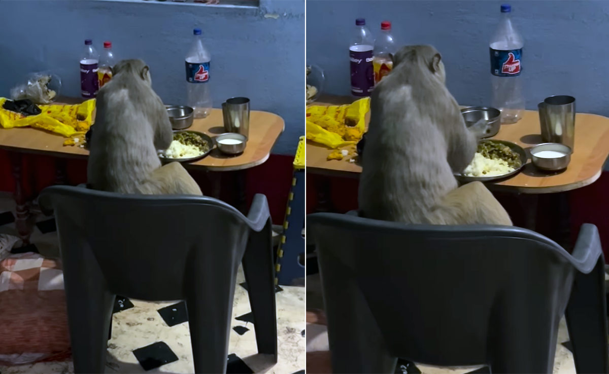 टेबल चेयर पर बैठ कर मजे से खाना खाता दिखा बंदर, वीडियो देख लोग बोले- इनसे टेबल मैनर्स सीख लो