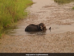 नदी में नहाते हुए हाथी के बच्चे ने की खूब मस्ती, उलट-पलटकर खूब दिखाए करतब, IFS ने शेयर किया मनमोहक Video नदी में नहाते हुए हाथी के बच्चे ने की खूब मस्ती, उलट-पलटकर खूब दिखाए करतब, IFS ने शेयर किया मनमोहक Video