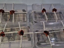 राजस्थान में पकड़े गए 500 के 40 हजार रुपये जाली नोट, शातिर तरीके से काम कर रहा था पूरा गैंग