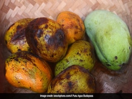 रखे-रखे पकने और सड़ने लगते हैं आम, तो जान लें इन्हें स्टोर करने का सही तरीका, हफ्ते भर तक ताजा रहेंगे आम रखे-रखे पकने और सड़ने लगते हैं आम, तो जान लें इन्हें स्टोर करने का सही तरीका, हफ्ते भर तक ताजा रहेंगे आम