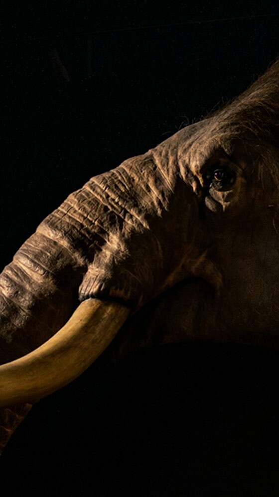 6 Animals Hunted To Extinction By Humans - Vimarsana News