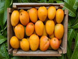 How to Eat a Mango? क्या आप भी गलत तरीके से खाते हैं आम, जान लें सही तरीका, नहीं तो हो सकता है बड़ा नुकसान How to Eat a Mango? क्या आप भी गलत तरीके से खाते हैं आम, जान लें सही तरीका, नहीं तो हो सकता है बड़ा नुकसान