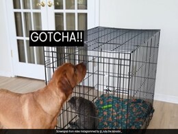 Watch: Man Teaches Dog How To Close Cage Door, Then This Happens Watch: Man Teaches Dog How To Close Cage Door, Then This Happens