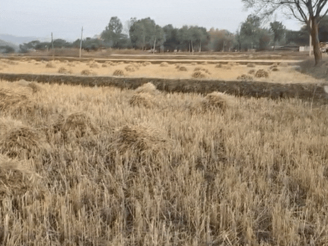 बेमौसम बरसात से किसान परेशान: गेहूं की फसल खराब होने की आशंका, जल्दी फसल समेटने में जुटे किसान