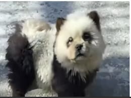 चि़ड़ियाघर में नहीं थे पांडा, ज़ू वालों ने कुत्तों का मेकअप कर उन्हें ही बना दिया पांडा, लोगों को पता चल गया और फिर... चि़ड़ियाघर में नहीं थे पांडा, ज़ू वालों ने कुत्तों का मेकअप कर उन्हें ही बना दिया पांडा, लोगों को पता चल गया और फिर...