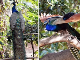 राजस्थान में भीषण गर्मी से पशु-पक्षी भी बेहाल, रामगढ़ अभ्यारण्य में हीट स्ट्रोक से 10 मोर की मौत राजस्थान में भीषण गर्मी से पशु-पक्षी भी बेहाल, रामगढ़ अभ्यारण्य में हीट स्ट्रोक से 10 मोर की मौत