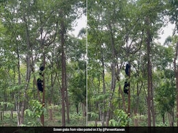 IFS अधिकारी ने शेयर किया पेड़ की ऊंचाई से उतरते काले भालू का Video, बचपन की ये कहानी बताकर दी दिलचस्प जानकारी IFS अधिकारी ने शेयर किया पेड़ की ऊंचाई से उतरते काले भालू का Video, बचपन की ये कहानी बताकर दी दिलचस्प जानकारी