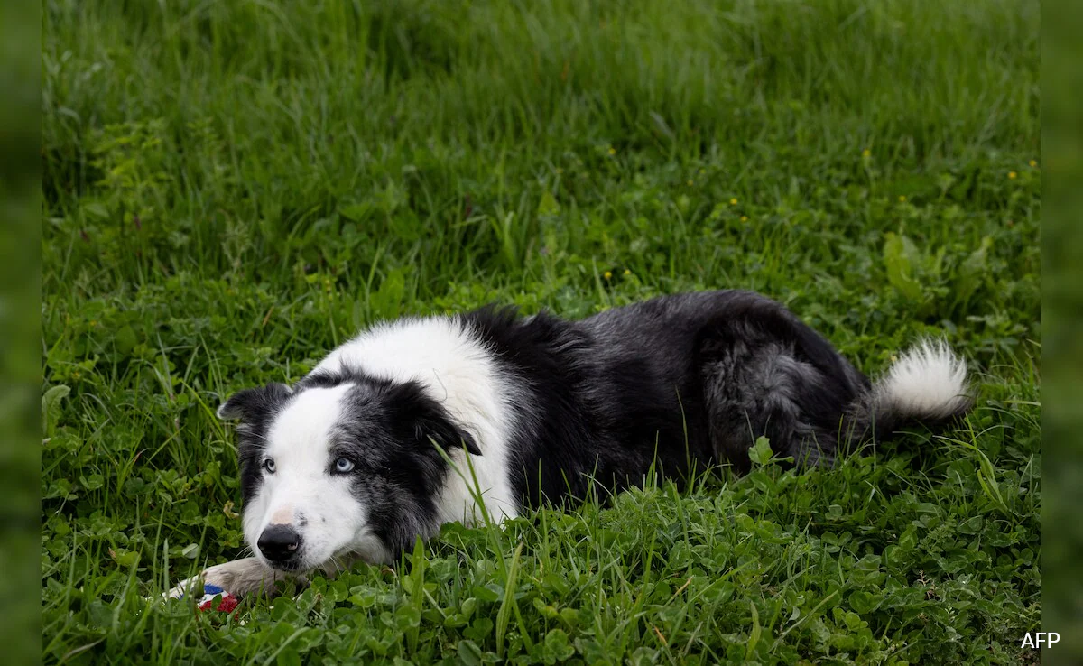 Cannes 2024: <i>Anatomy Of A Fall</i> Star Dog Messi To Interview Celebs On Red Carpet