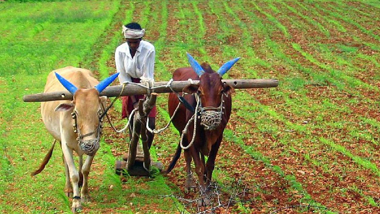 Rajasthan: किसानों को जमीन नीलामी पर गरमाई सियासत, कौन जिम्मेदार?