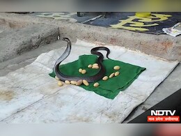 Snake Catcher कोबरा सांप पकड़कर ले आए और डिब्बे में कर दिया बंद, जहां नागिन ने दे डाले इतने अंडे